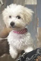 Green, a male Bichon Frise for sale in Dover, OH – Photo 1 of 2