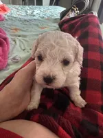 Snoop , a male Bichon Frise for sale in Dover, OH – 4 of 7