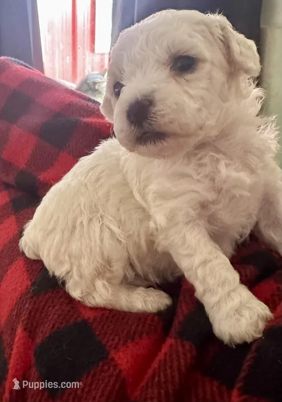 Snoop  – Bichon Frise puppy for sale in Dover, OH