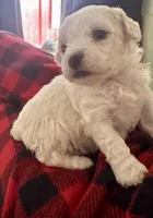 Snoop , a male Bichon Frise for sale in Dover, OH – 1 of 7