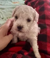 Snoop , a male Bichon Frise for sale in Dover, OH – 2 of 7