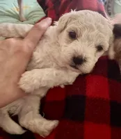 Snoop , a male Bichon Frise for sale in Dover, OH – 3 of 7