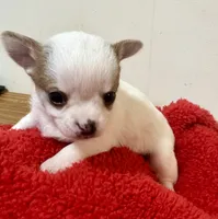 processed/b48d5f30-58eb-4595-8b6c-853352ec9e23/listing/fb1f9e18-73a7-41ce-a457-c83d289a7630/6153b6f0-73e4-488e-afe4-499bcbd5f4cb