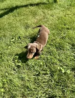 Forest , a male Miniature Dachshund for sale in Dover, OH – 2 of 5