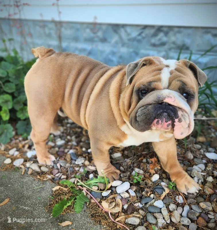 Ace – English Bulldog puppy for sale in Memphis, MO