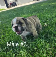 Matcho AKC, a male English Bulldog for sale in Memphis, MO – Photo 2 of 3