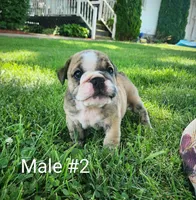Matcho AKC, a male English Bulldog for sale in Memphis, MO – Photo 1 of 3