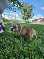 Matcho AKC, a male English Bulldog for sale in Memphis, MO – Photo 3 of 3