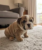 Thor AKC, a male English Bulldog for sale in Memphis, MO – Photo 5 of 5