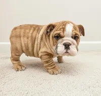 Thor AKC, a male English Bulldog for sale in Memphis, MO – Photo 4 of 5