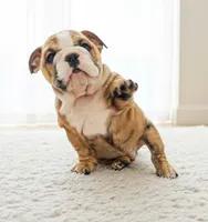 Thor AKC, a male English Bulldog for sale in Memphis, MO – Photo 3 of 5