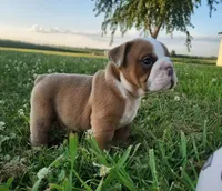 Thor AKC, a male English Bulldog for sale in Memphis, MO – 4 of 5