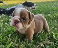 Thor AKC, a male English Bulldog for sale in Memphis, MO – 3 of 5
