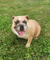 Bubblegum AKC, a female English Bulldog for sale in Memphis, MO – Photo 4 of 5