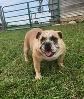 Bubblegum AKC, a female English Bulldog for sale in Memphis, MO – Photo 1 of 5