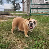 Bubblegum AKC, a female English Bulldog for sale in Memphis, MO – Photo 2 of 5