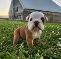 Crash AKC, a male English Bulldog for sale in Memphis, MO – 4 of 5
