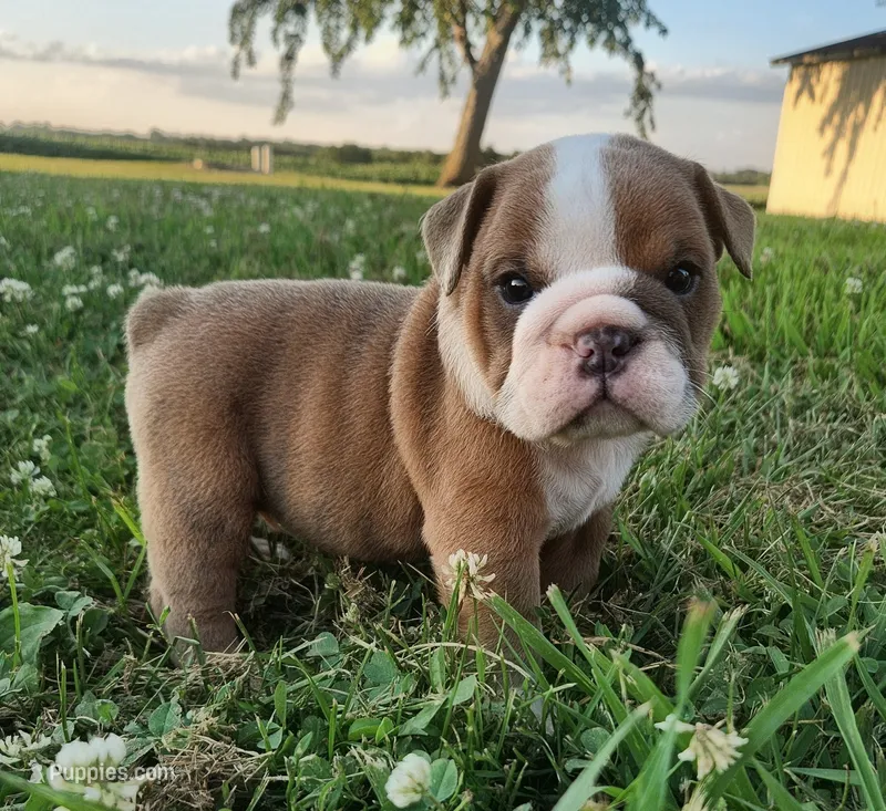 Thor AKC – English Bulldog puppy for sale in Memphis, MO