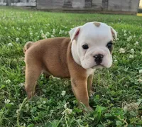 Crash AKC, a male English Bulldog for sale in Memphis, MO – 5 of 5