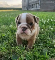 Thor AKC, a male English Bulldog for sale in Memphis, MO – 5 of 5
