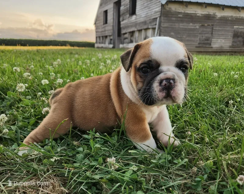 Thunder AKC – English Bulldog puppy for sale in Memphis, MO