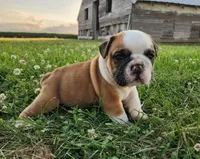 Thunder AKC, a male English Bulldog for sale in Memphis, MO – 1 of 5