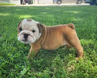 Petunia AKC, a female English Bulldog for sale in Memphis, MO – Photo 3 of 4