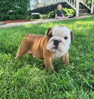 Petunia AKC, a female English Bulldog for sale in Memphis, MO – Photo 2 of 4