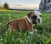 Thunder AKC, a male English Bulldog for sale in Memphis, MO – 3 of 5