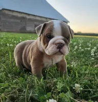Thor AKC, a male English Bulldog for sale in Memphis, MO – 2 of 5
