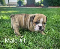 Maverick AKC, a male English Bulldog for sale in Memphis, MO – Photo 1 of 2