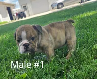 Maverick AKC, a male English Bulldog for sale in Memphis, MO – Photo 2 of 2