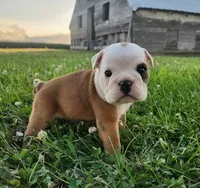 Crash AKC, a male English Bulldog for sale in Memphis, MO – 3 of 5