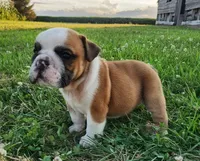 Thunder AKC, a male English Bulldog for sale in Memphis, MO – 2 of 5