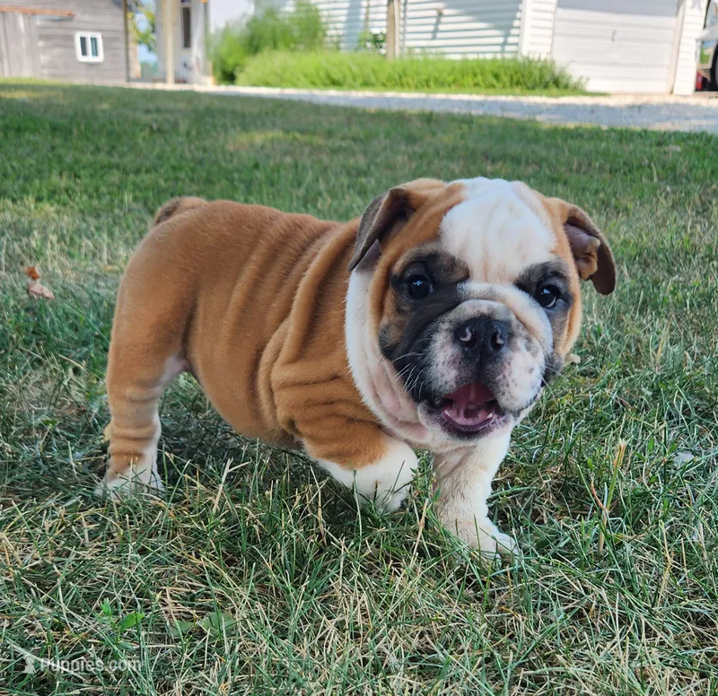 Thunder AKC – English Bulldog puppy for sale in Memphis, MO