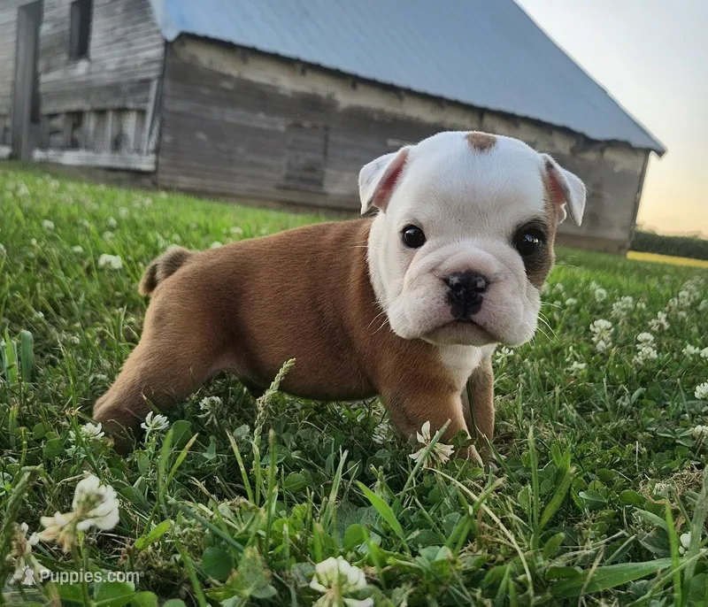 Crash AKC – English Bulldog puppy for sale in Memphis, MO