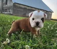 Crash AKC, a male English Bulldog for sale in Memphis, MO – 1 of 5