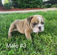 Marley AKC, a male English Bulldog for sale in Memphis, MO – Photo 2 of 2