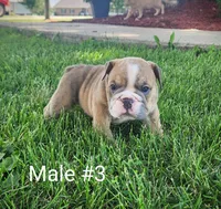 Marley AKC, a male English Bulldog for sale in Memphis, MO – Photo 1 of 2