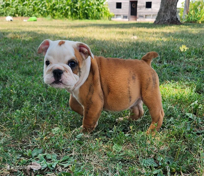Crash AKC – English Bulldog puppy for sale in Memphis, MO