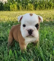 Crash AKC, a male English Bulldog for sale in Memphis, MO – 2 of 5