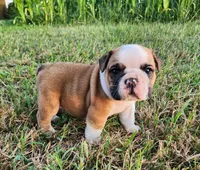 Thunder AKC, a male English Bulldog for sale in Memphis, MO – 5 of 5