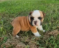 Thunder AKC, a male English Bulldog for sale in Memphis, MO – 4 of 5