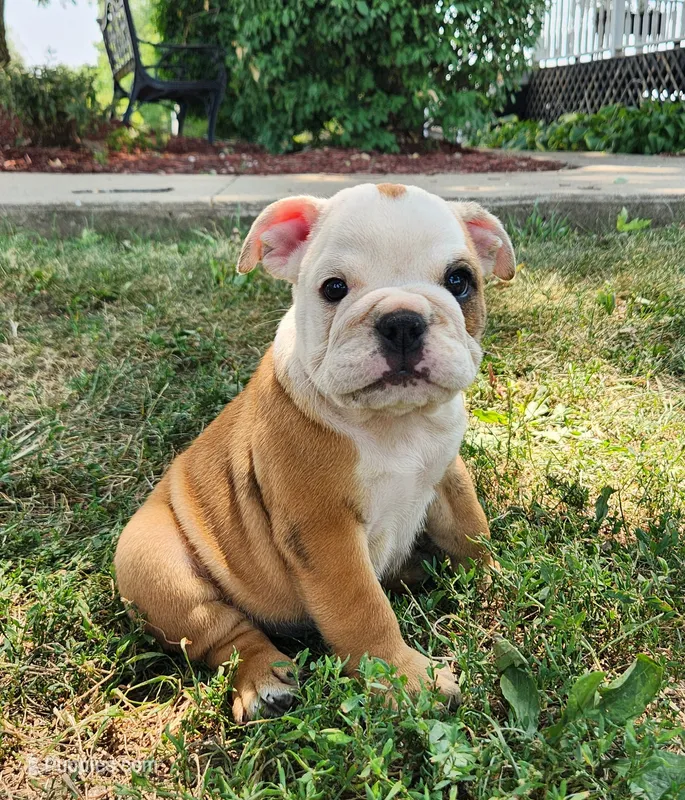 Crash AKC – English Bulldog puppy for sale in Memphis, MO