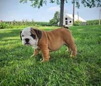 Penny AKC, a female English Bulldog for sale in Memphis, MO – Photo 3 of 5