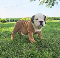 Penny AKC, a female English Bulldog for sale in Memphis, MO – Photo 4 of 5
