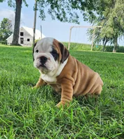 Penny AKC, a female English Bulldog for sale in Memphis, MO – Photo 5 of 5