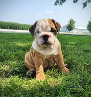 Penny AKC, a female English Bulldog for sale in Memphis, MO – Photo 1 of 5