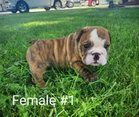 Rose AKC, a female English Bulldog for sale in Memphis, MO – Photo 2 of 2