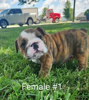 Rose AKC, a female English Bulldog for sale in Memphis, MO – Photo 1 of 2